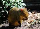 melb zoo